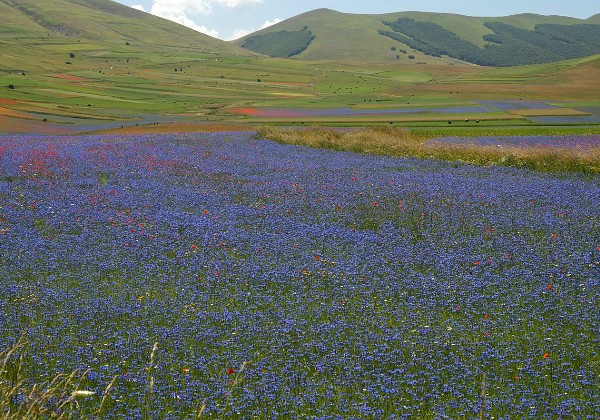 Castelluccio di Norcia 2016