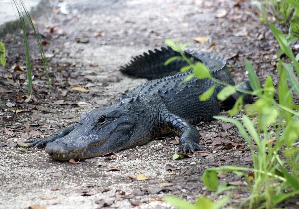 Everglades - Shark Valley 1