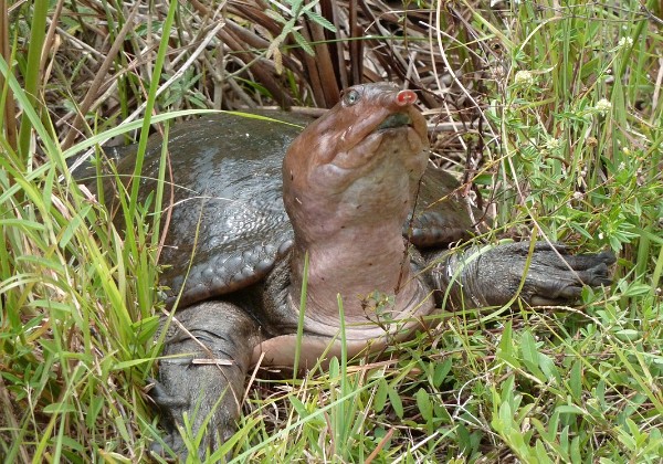 Everglades - Shark Valley 2