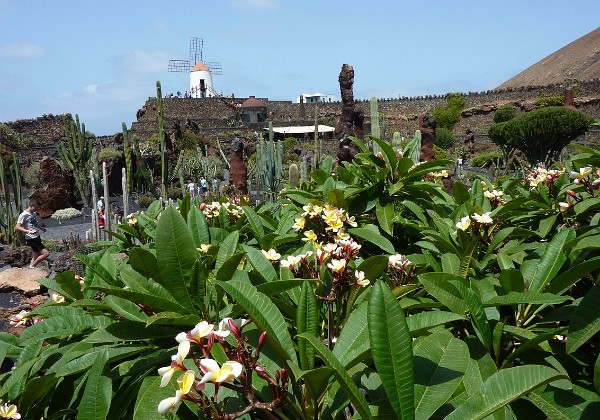 Jardines de Cactus