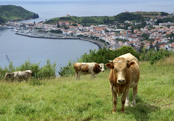 Faial - Horta