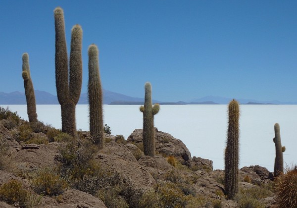 Salar Uyuni - Incahuasi